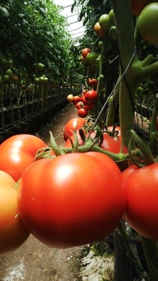 tecnoligia Bacter en tomates manzanos en el Salvador - Casos clínicos
