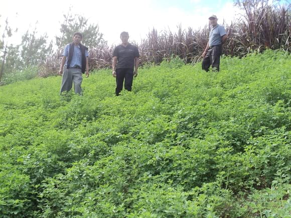 Cultivo de alfalfa- cajamarca - OLMOS - PERU