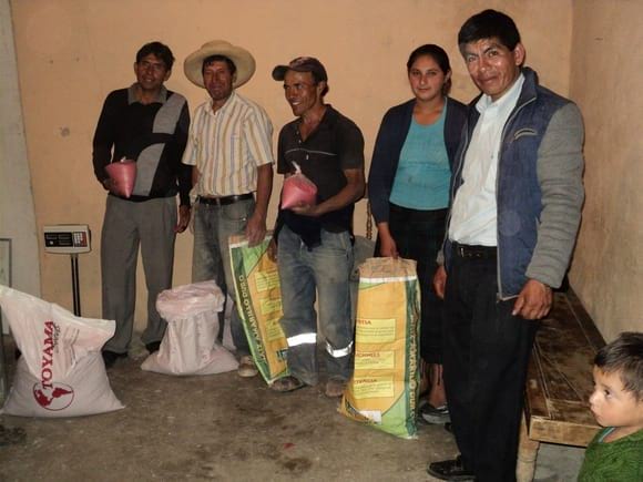 Semillas de maíz Marginal  y alfalfa - OLMOS - PERU