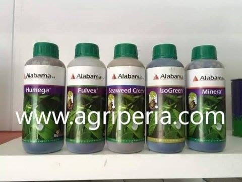 www.agriperia.com - angpipitahaya