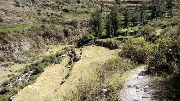 Pasturas Alto Andina Perú Lima - Mi actividad