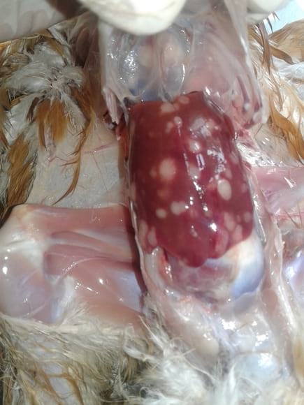 Marek's Disease affected liver. Ref: 42405
