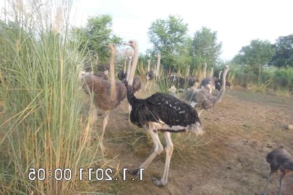 ostrich herd - My activity