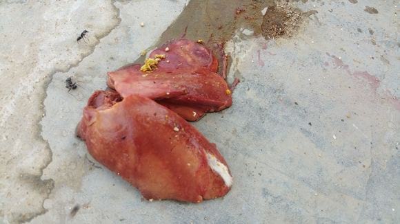 Bird liver need guidance - Clinical issues