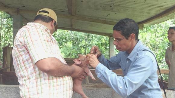 Manejo de cerdos de pequeños productores en Rio Indio - Casos clínicos