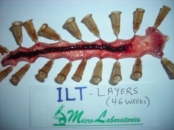 Lesion of Infectious Laryngotracheitis (ILT) - My activity