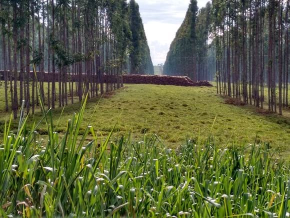 primer corte de raleio produccion de 70m3 por hectare - Integracion agricultura ganaderia em PRV
