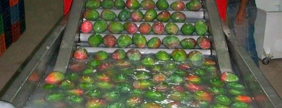 El hongo de las uñas en las manos a embarazado el tratamiento
