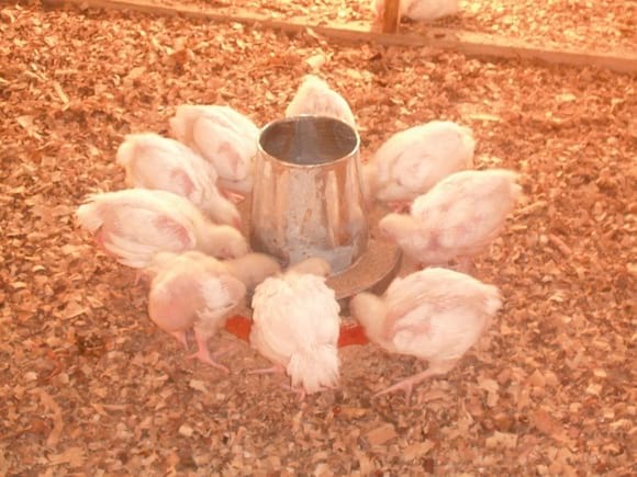 Effect of vitamins and minerals premix on the growth performance of broiler chicks - Personal