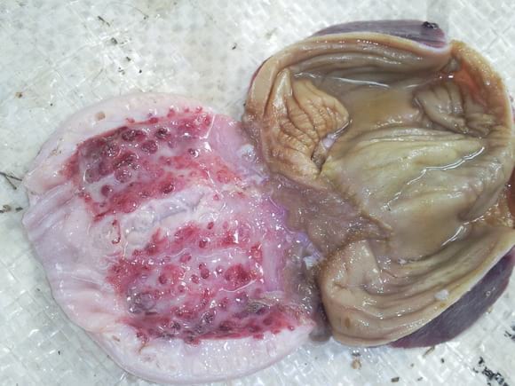 Newcastle Lesion of the proventriculus - Clinical issues