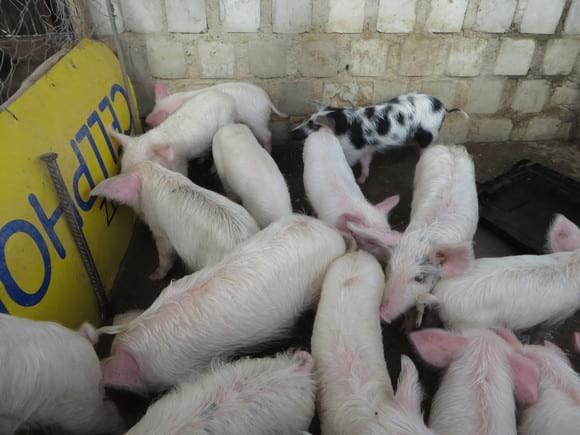 !GUXAS PIG FARMING - Clinical issues