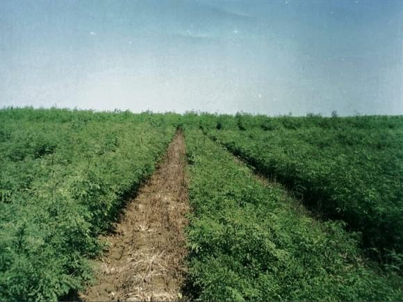 Leucaena en banco de proteina - Varias