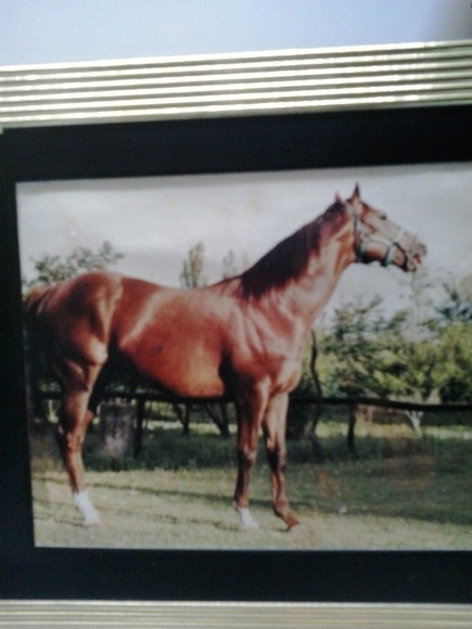 sorcier - haras camino de sorcier