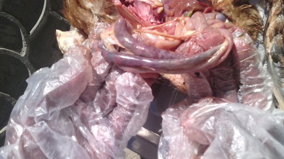 Intestinal Haemorrhage in Poultry Chickens - Clinical issues