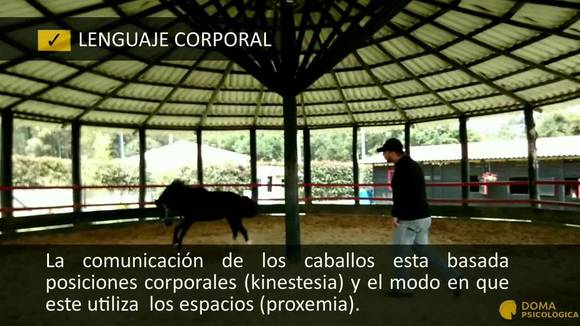 Video doma pony - piagora Tabio cundinamarca - Mi actividad