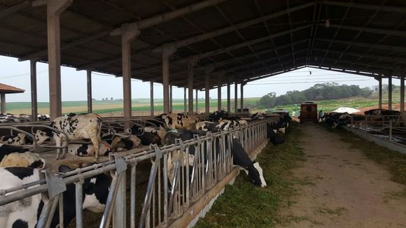 Brazilian dairy farm - Mi actividad