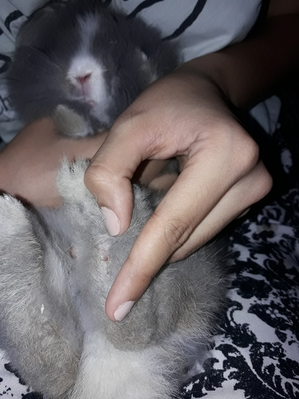 Porque Mi Conejo Me Muerde La Ropa