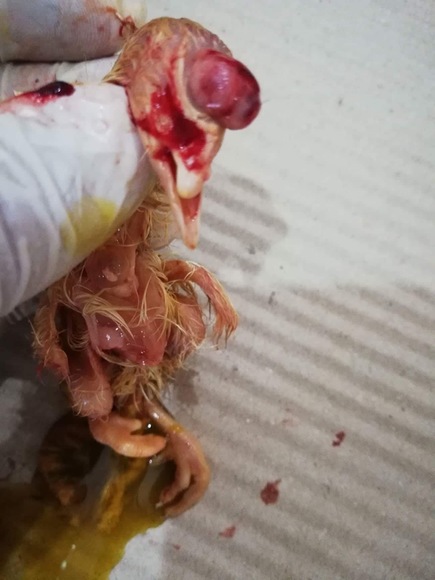 Chick abnormality - Clinical issues