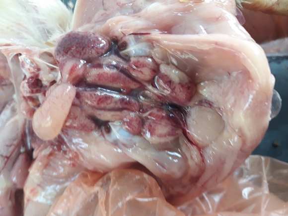 IBV (nephropathogenic) showing swollen, pale kidneys in 18th day broiler chick - Various