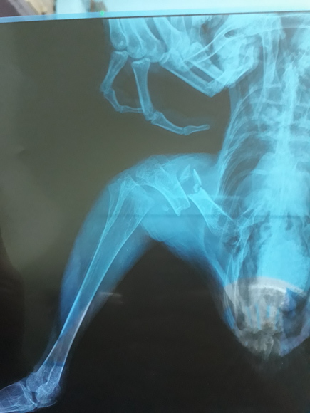 Preoperative view of fractured femur in a cock - Clinical issues