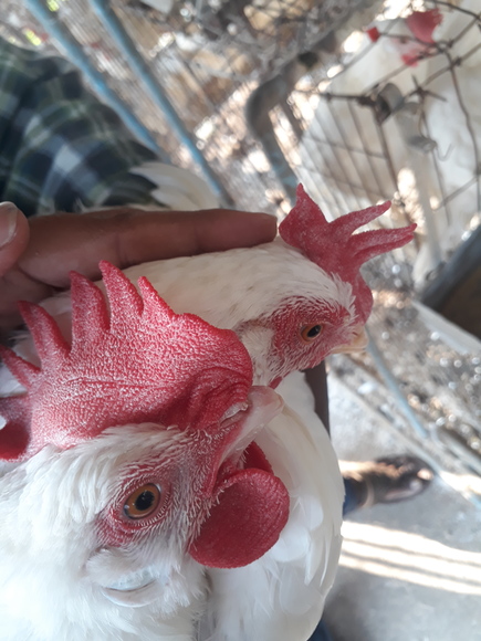 How to Identify good and poor layer chickens (Physical Feature, combs) - Clinical issues