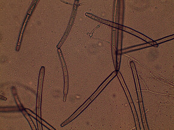 Corynespora sp. - Mi actividad