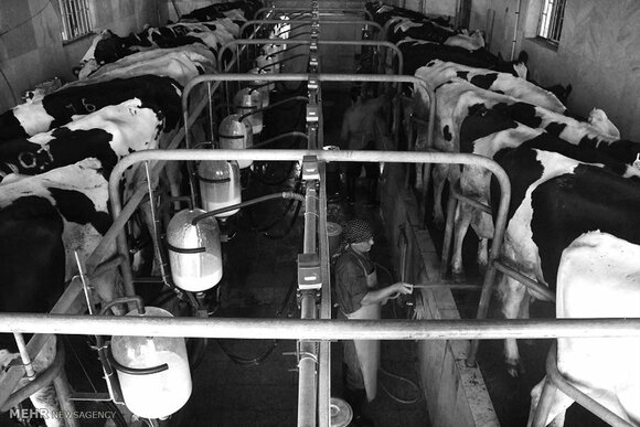 Dairy cattle herd - Various