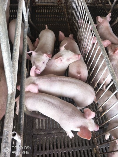 piglets for using Mono laurin - Clinical issues