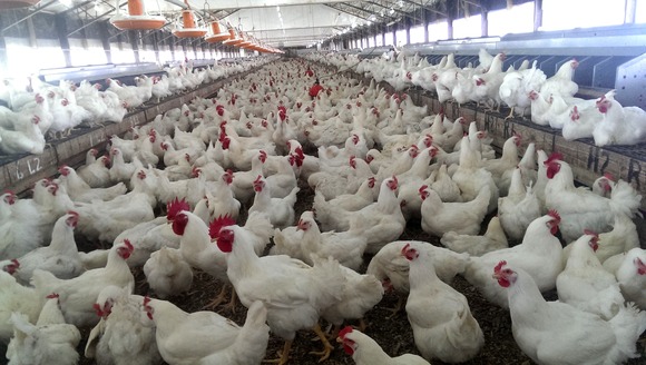 Quality breeding for quality chicken. Ref: 55110