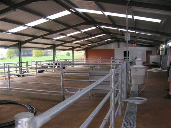 Inside the calf rearing shed. Ref: 55486