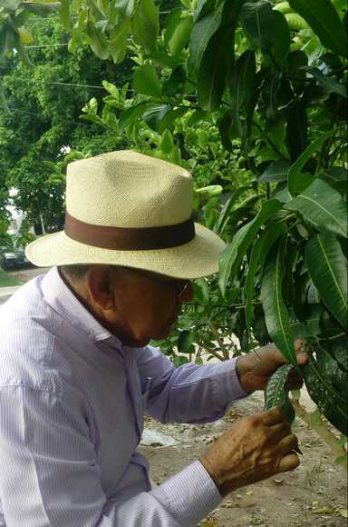Monitoreo de plagas y enfermedades en árboles frutales - agentes de biocontrol