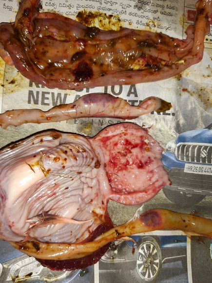 Newcastle Disease: Entire alimentary tract' clinico morphological signs - Clinical issues
