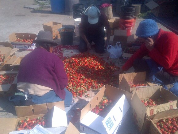 TOMATES MAS SANOS CON DIATOMITA - Casos clínicos