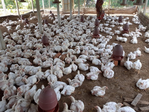 Broiler Production in Bangladesh. Ref: 56595