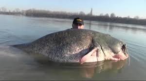 fish bond. Ref: 56702