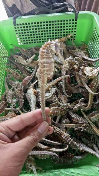 DRY SEAHORSE SIZE 14CM 100-300 PCS KG - Clinical issues