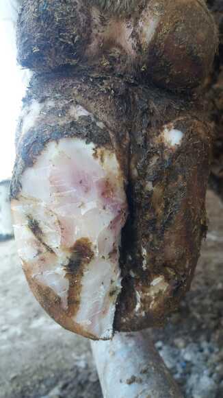 Infected hoof - Clinical issues