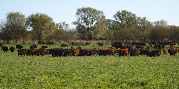 alfalfa en La Pampa - Varias