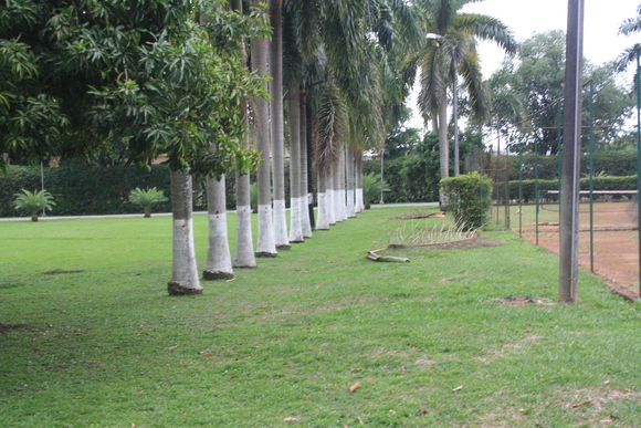 grupo de palmas ornamentales Roystonea regia - Mi actividad