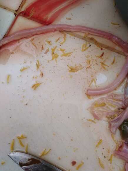 Actualizar 56+ imagen parasitos en el pollo
