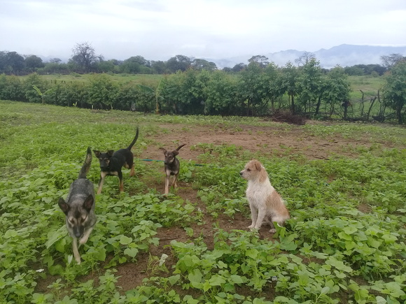 www.agriperia.com - OLMOS - PERU