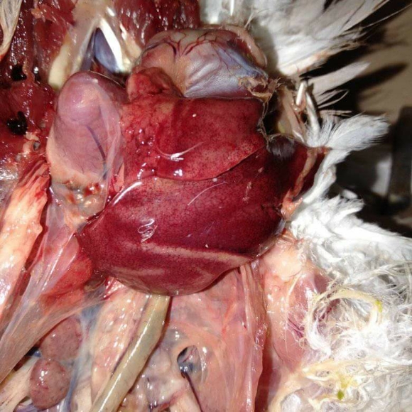 Pigeon pm - Clinical issues