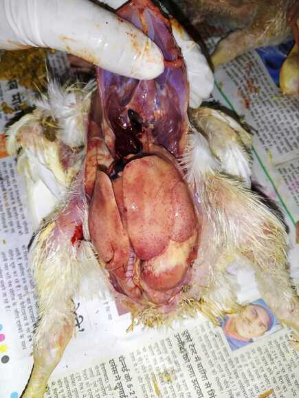 Aflatoxicosis in Poultry - Clinical issues
