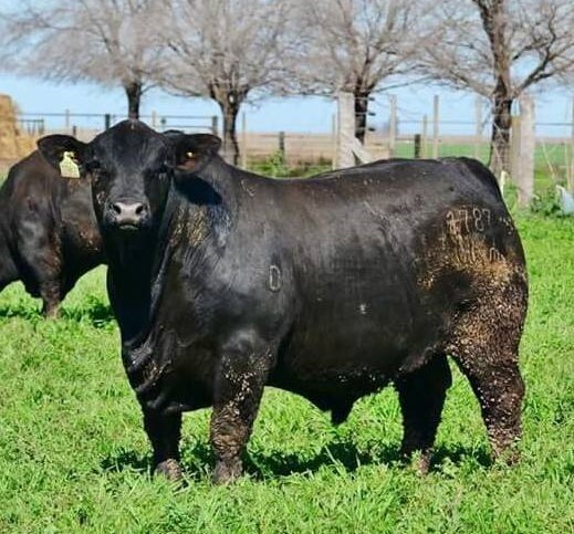 Brangus Argentino - Mi actividad