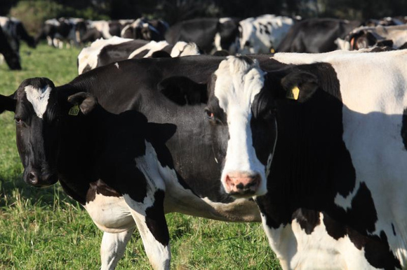 Holstein Friesian Cattle - Events