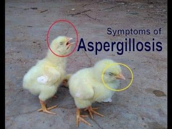Aspergillosis - Various