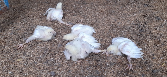 Slipped Tendons and Spraddle Legs in Broiler Birds aged 11 days - Clinical issues