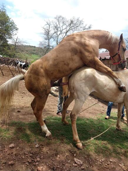 caballo castrado puede dejar infertil yegua - Casos clínicos