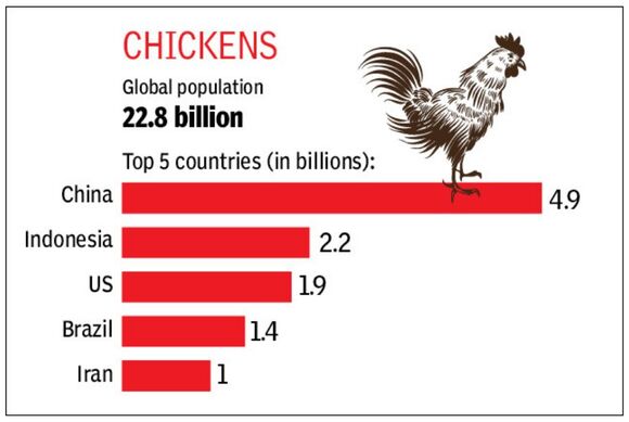 Los 5 países que tienen más pollos en el mundo - Casos clínicos