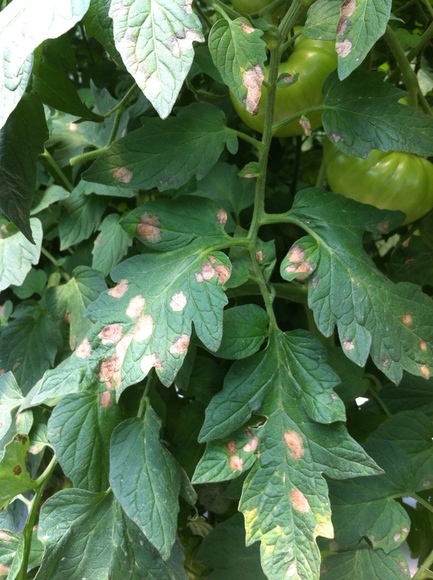 Ataque de Corynespora cassicola en Tomate - Enfermedades del Tomate (Patogenicas)